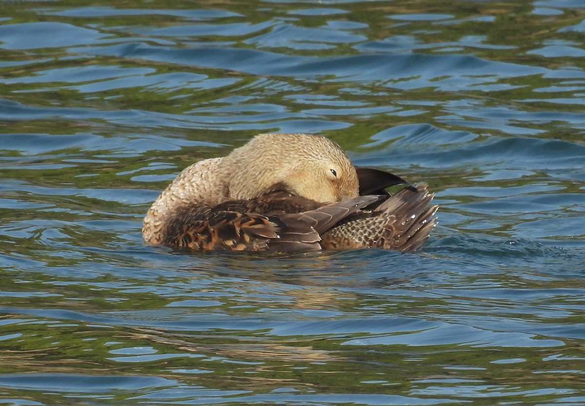 King Eider - ML627960257