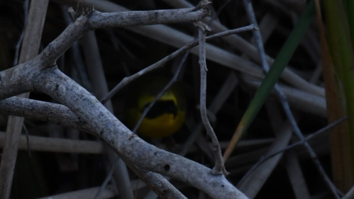 Belding's Yellowthroat - ML627960259