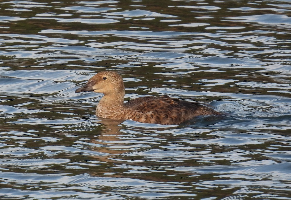 King Eider - ML627960261