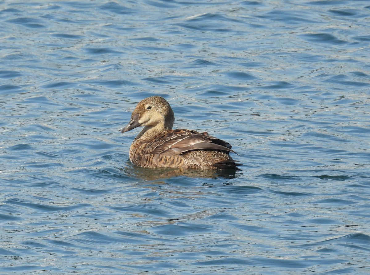 King Eider - ML627960282