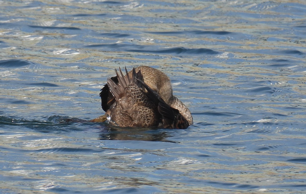 King Eider - ML627960295