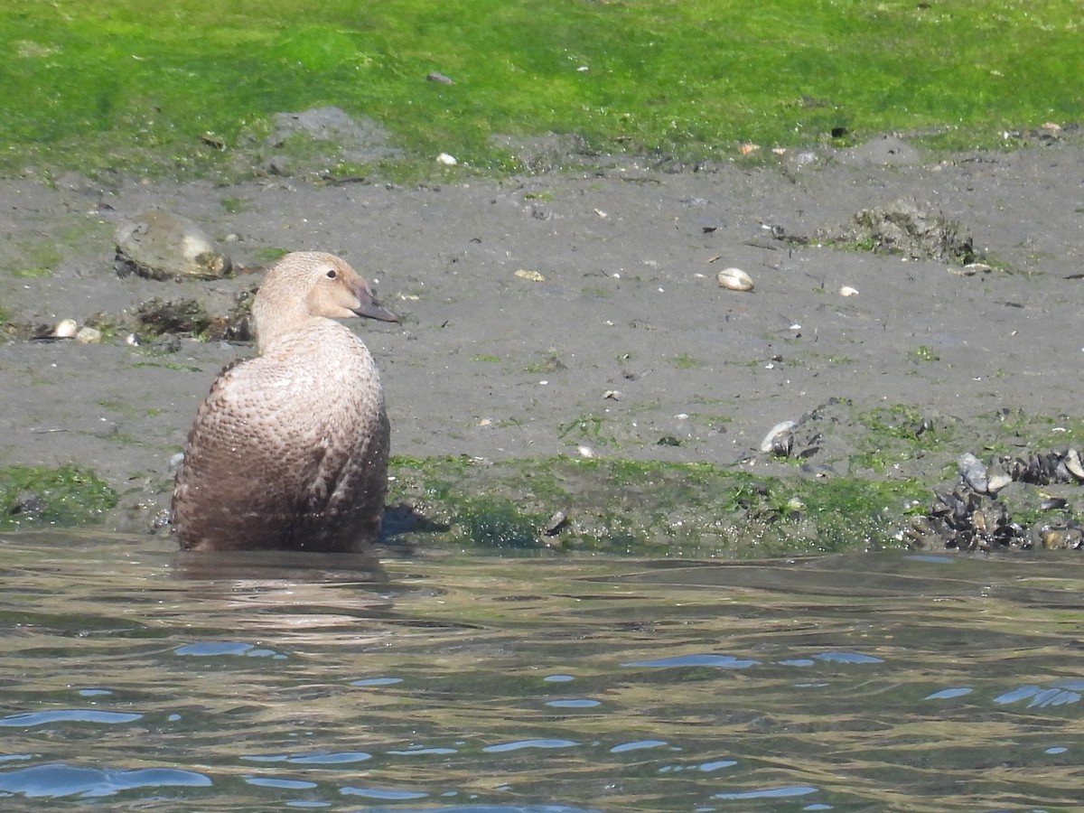 King Eider - ML627960298