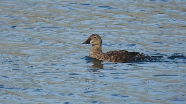 King Eider - ML627960308