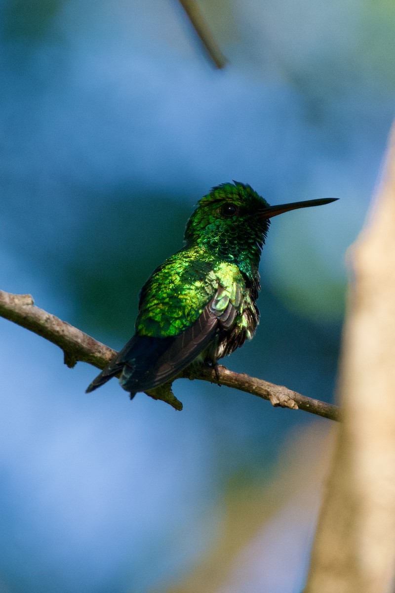 Red-billed Emerald - ML627960320