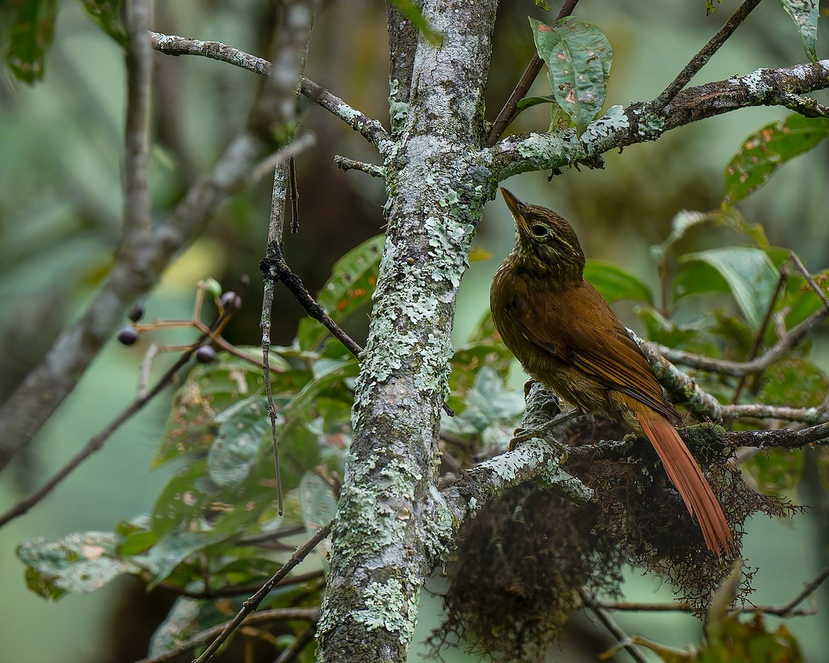 Montane Foliage-gleaner - ML627960322