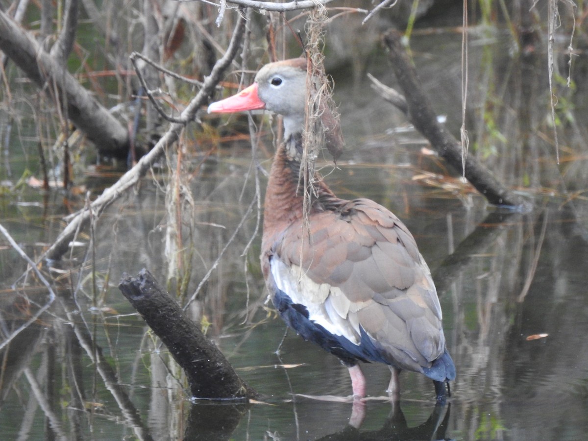 Black-bellied Whistling-Duck - ML627960378