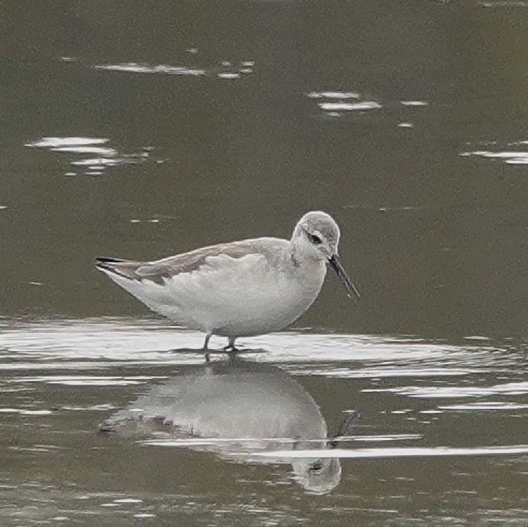 Wilson's Phalarope - ML627960383