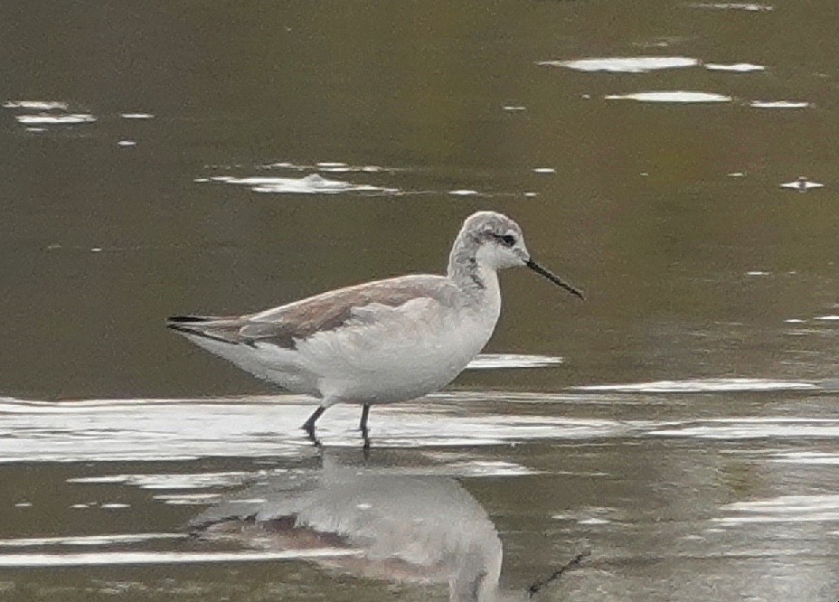 Wilson's Phalarope - ML627960384