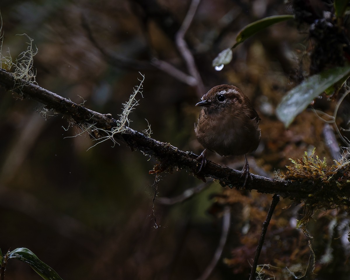 Mountain Wren - ML627960386