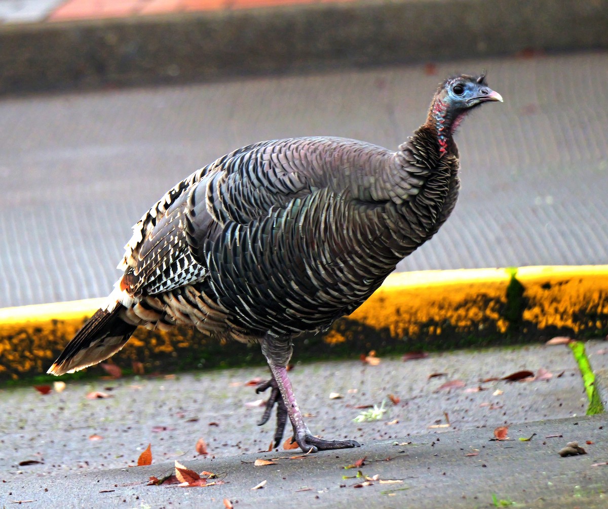 Wild Turkey - ML627960388