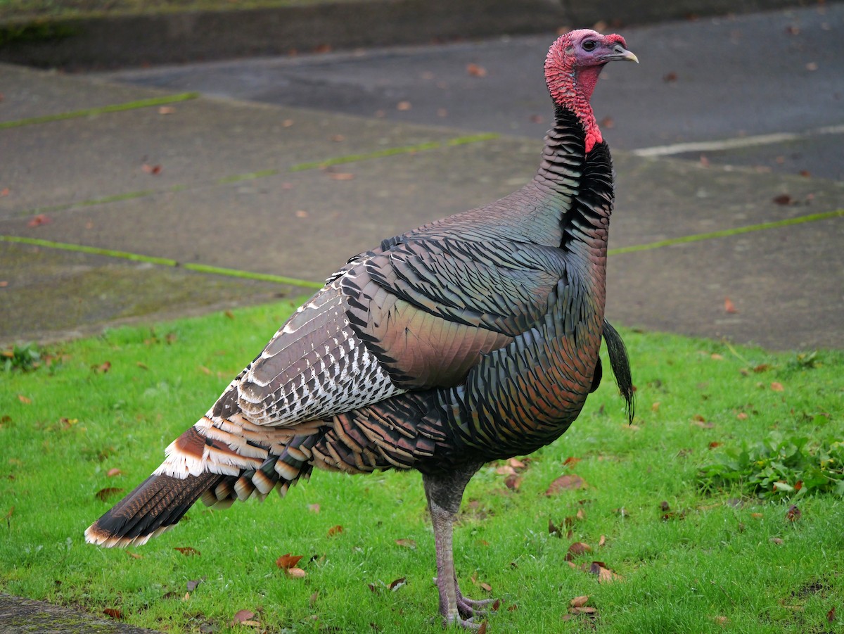Wild Turkey - ML627960389