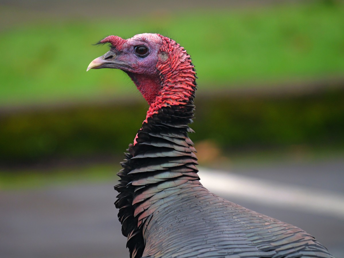 Wild Turkey - ML627960390