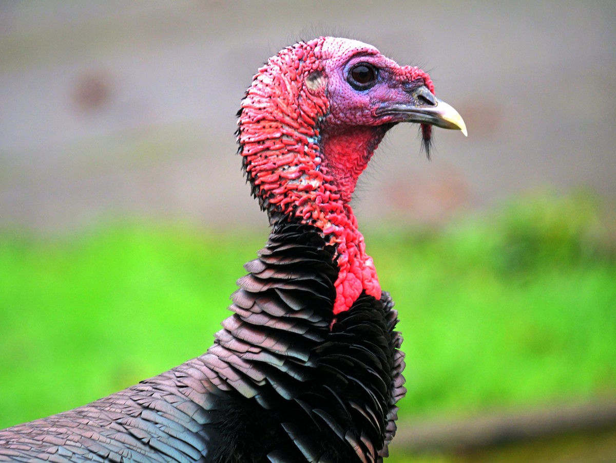 Wild Turkey - ML627960392