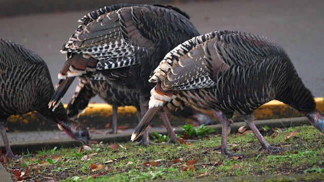 Wild Turkey - ML627960395