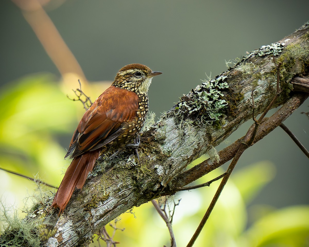 Pearled Treerunner - ML627960431