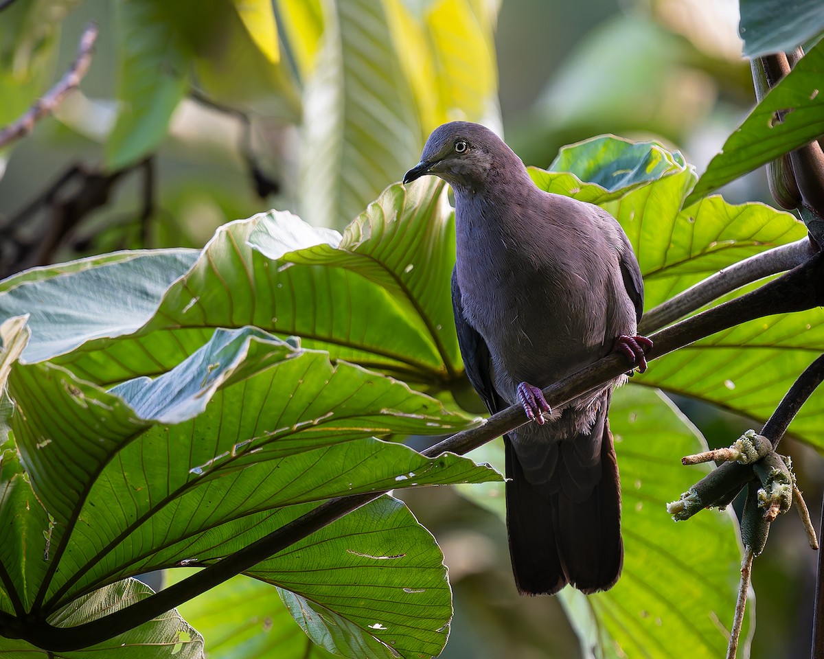 Plumbeous Pigeon - ML627960469
