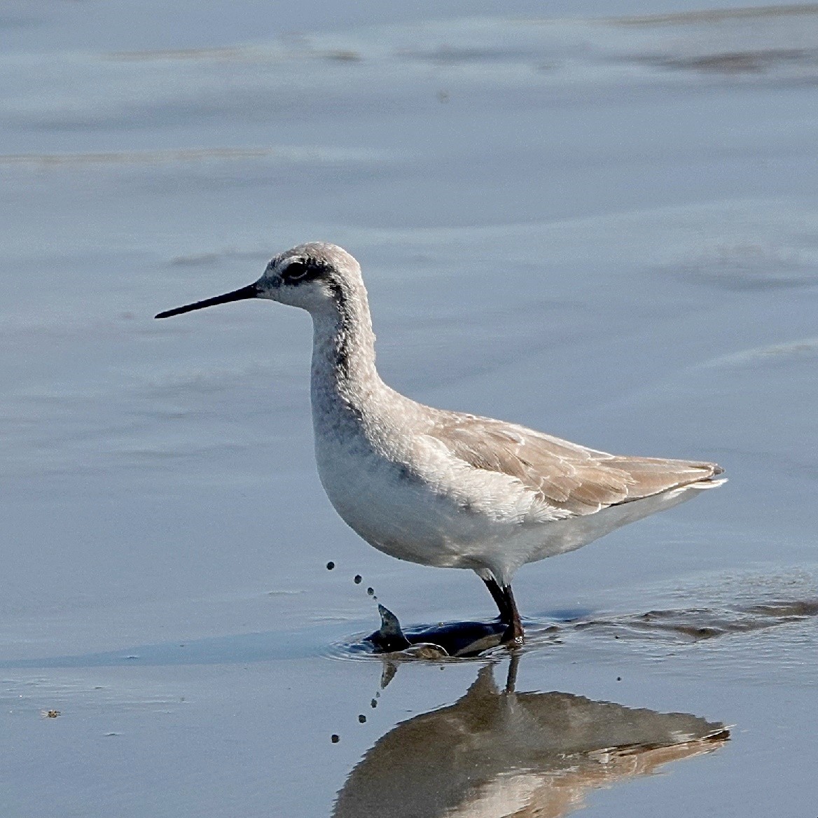 Wilson's Phalarope - ML627960501