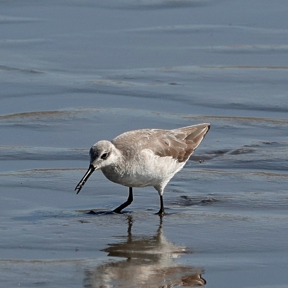 Wilson's Phalarope - ML627960502
