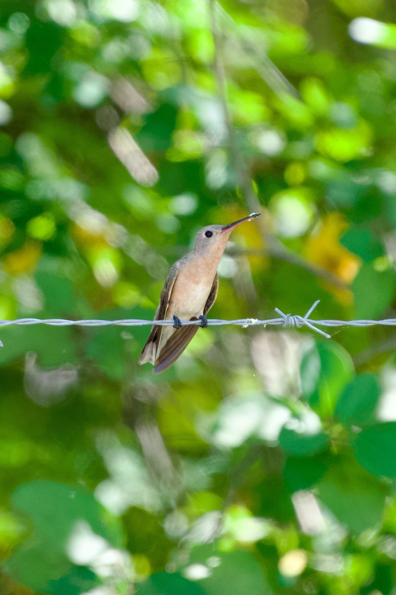 Buffy Hummingbird - ML627960522