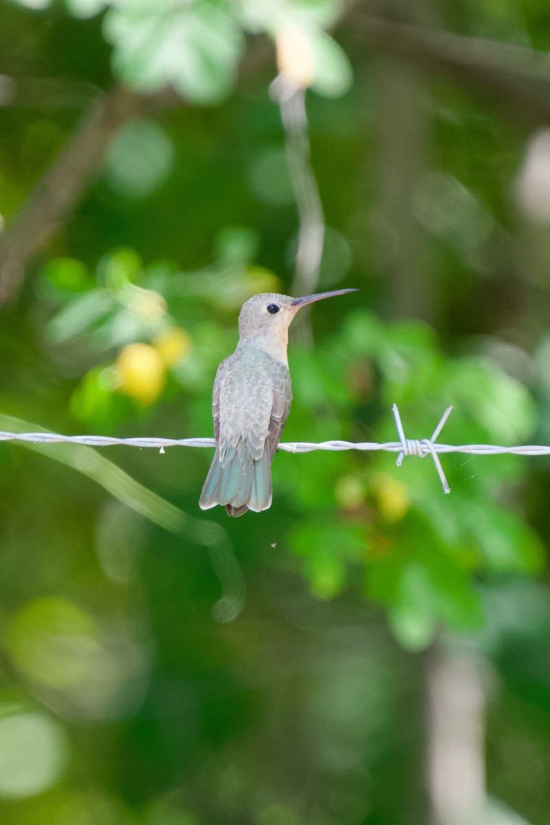 Buffy Hummingbird - ML627960523