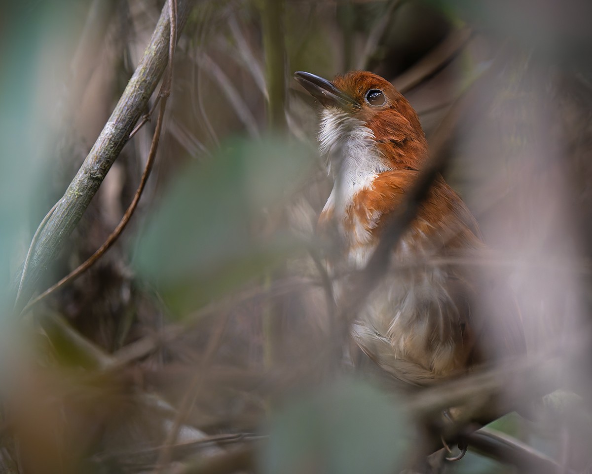 Red-and-white Antpitta - ML627960542