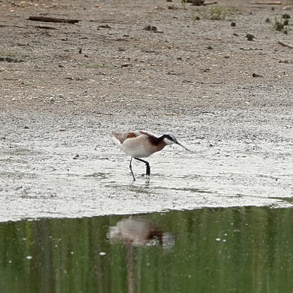 Wilson's Phalarope - ML627960580