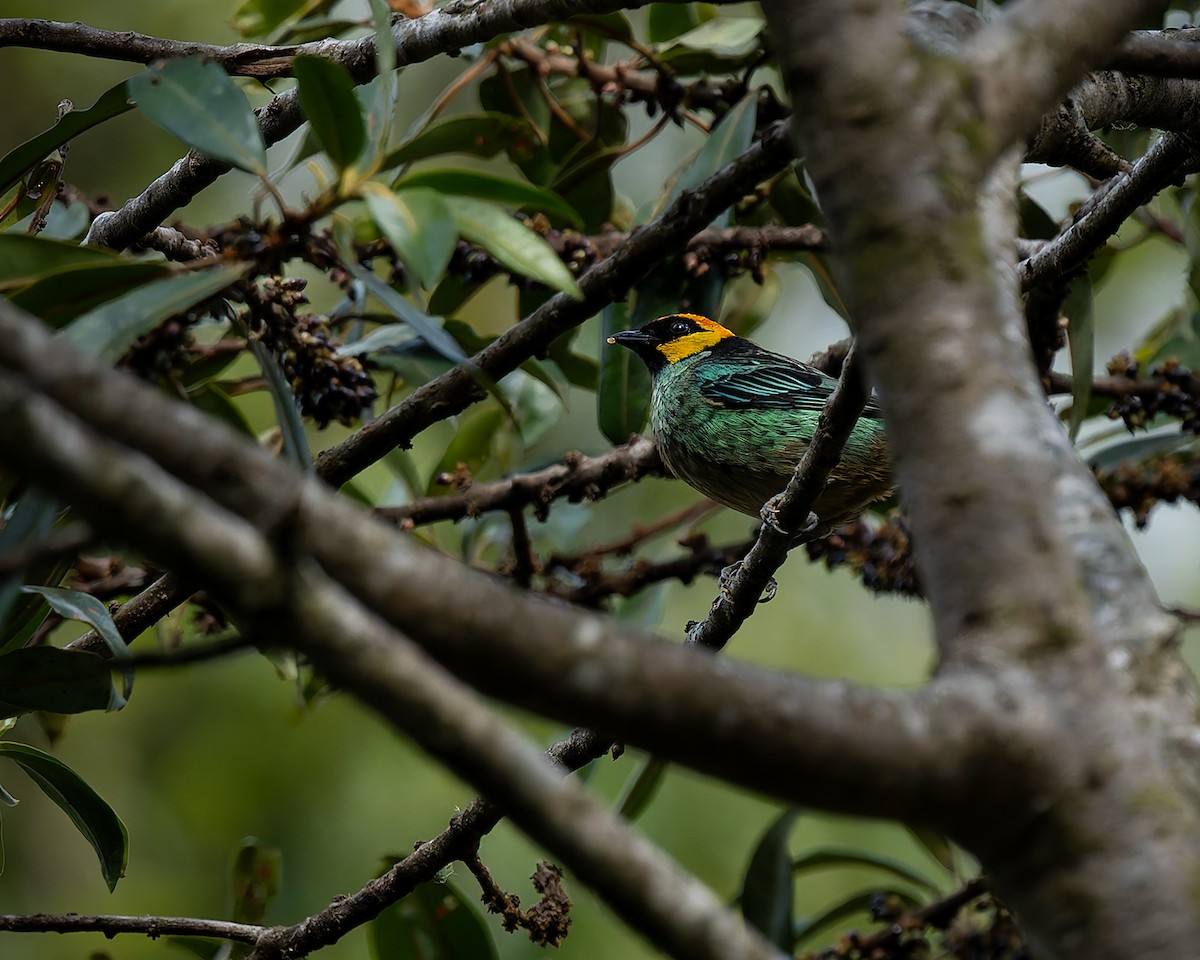 Saffron-crowned Tanager - ML627960583