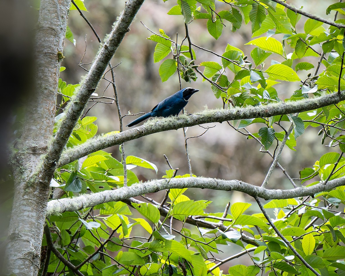 White-collared Jay - ML627960625