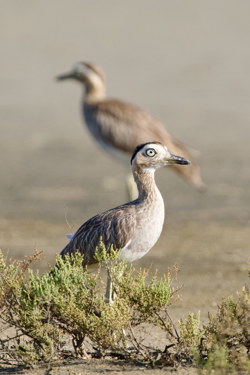 Double-striped Thick-knee - ML627960628