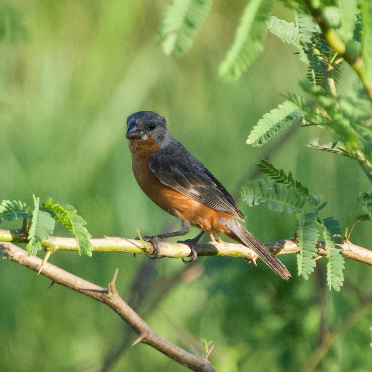 Ruddy-breasted Seedeater - ML627960653