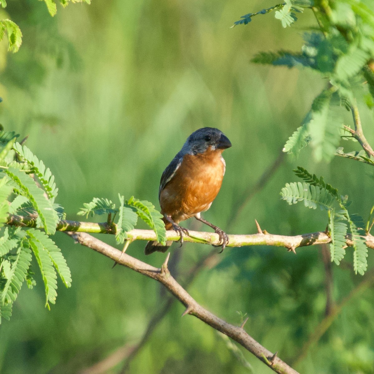 Ruddy-breasted Seedeater - ML627960654