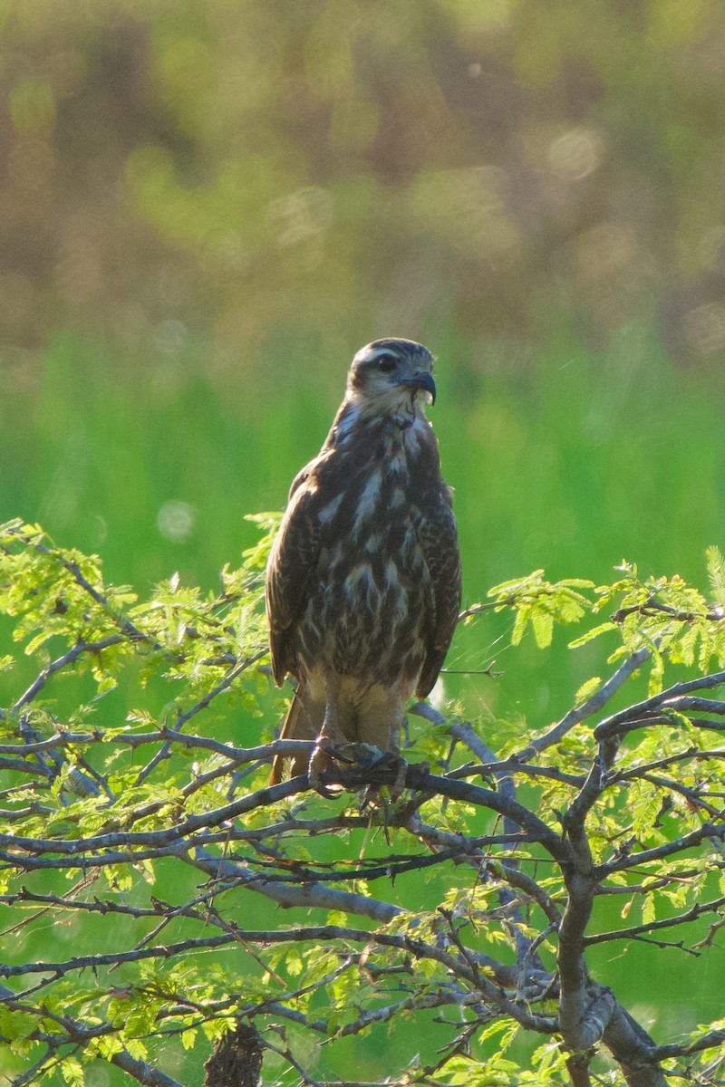 Snail Kite - ML627960658