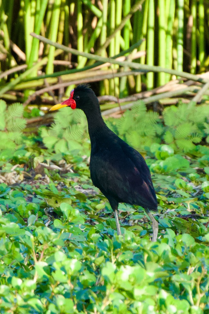 Wattled Jacana - ML627960662