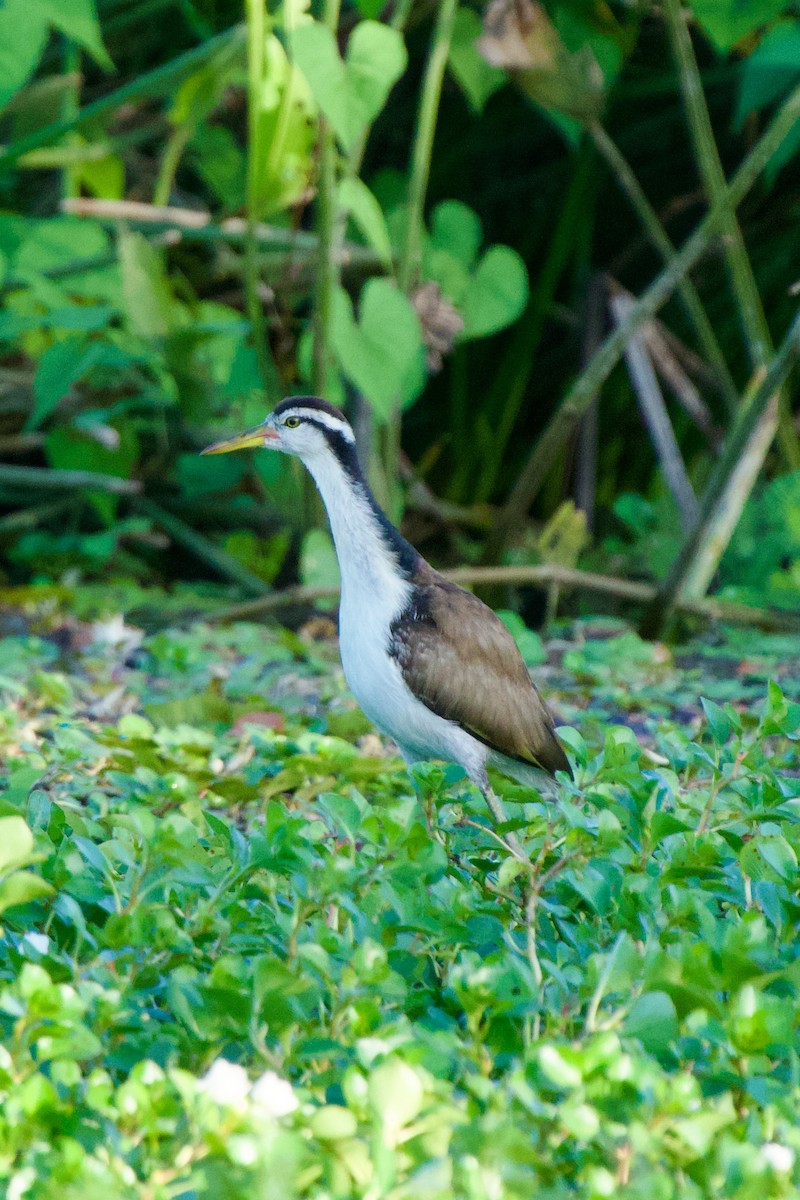 Wattled Jacana - ML627960663