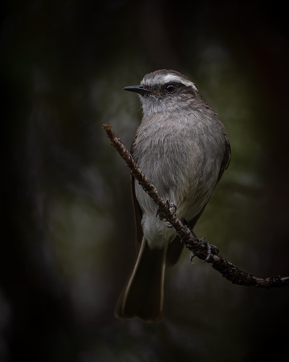 White-browed Chat-Tyrant - ML627960665