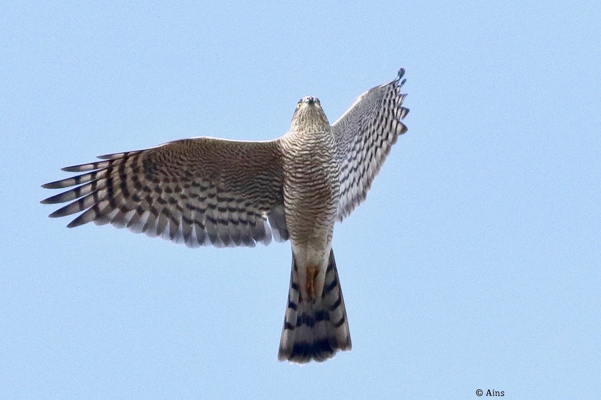 Eurasian Sparrowhawk - ML627960700
