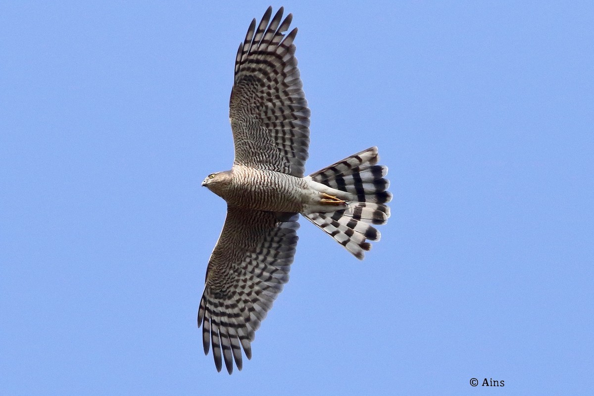 Eurasian Sparrowhawk - ML627960701