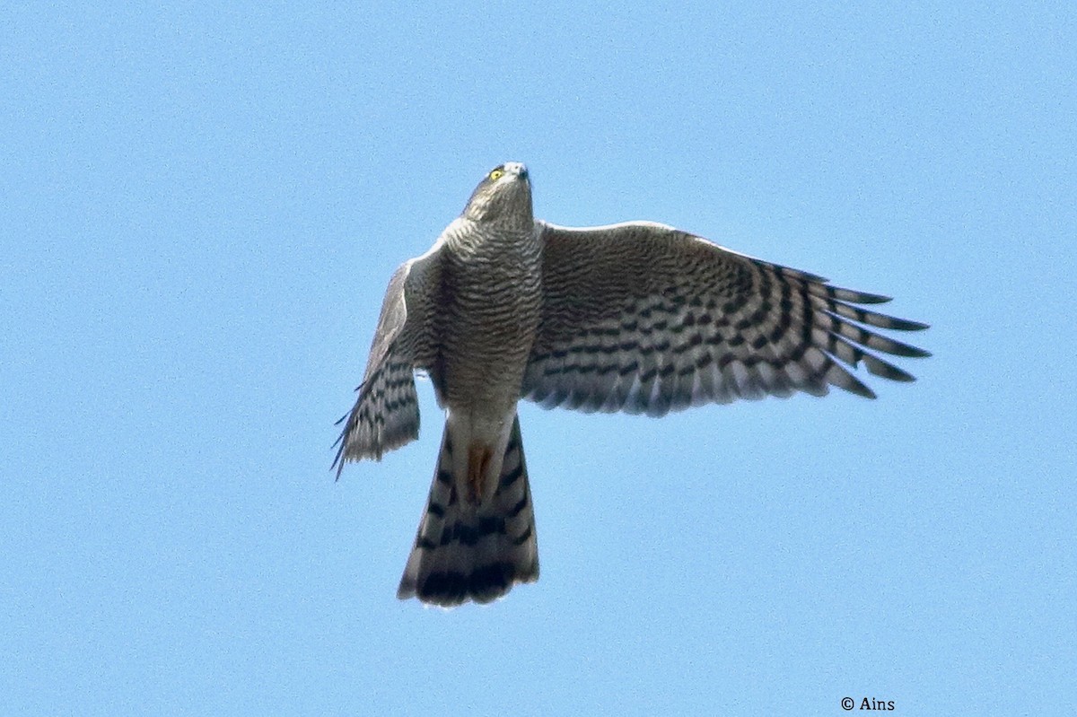 Eurasian Sparrowhawk - ML627960702