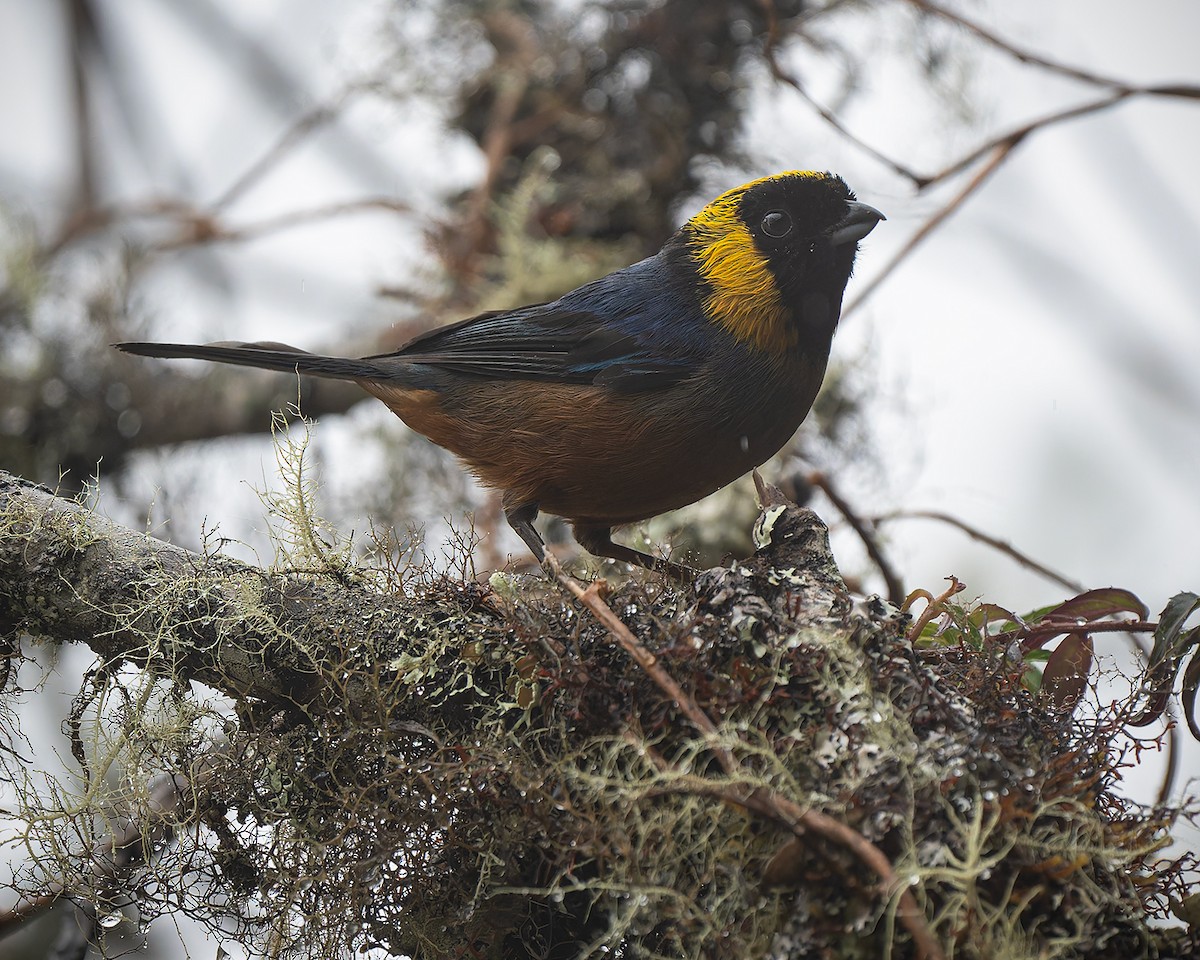 Golden-collared Tanager - ML627960791