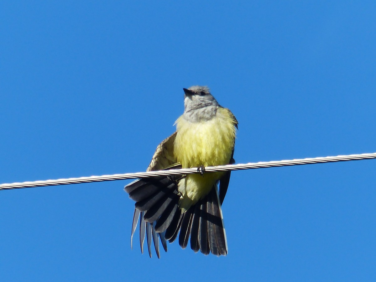 Western Kingbird - ML627960816