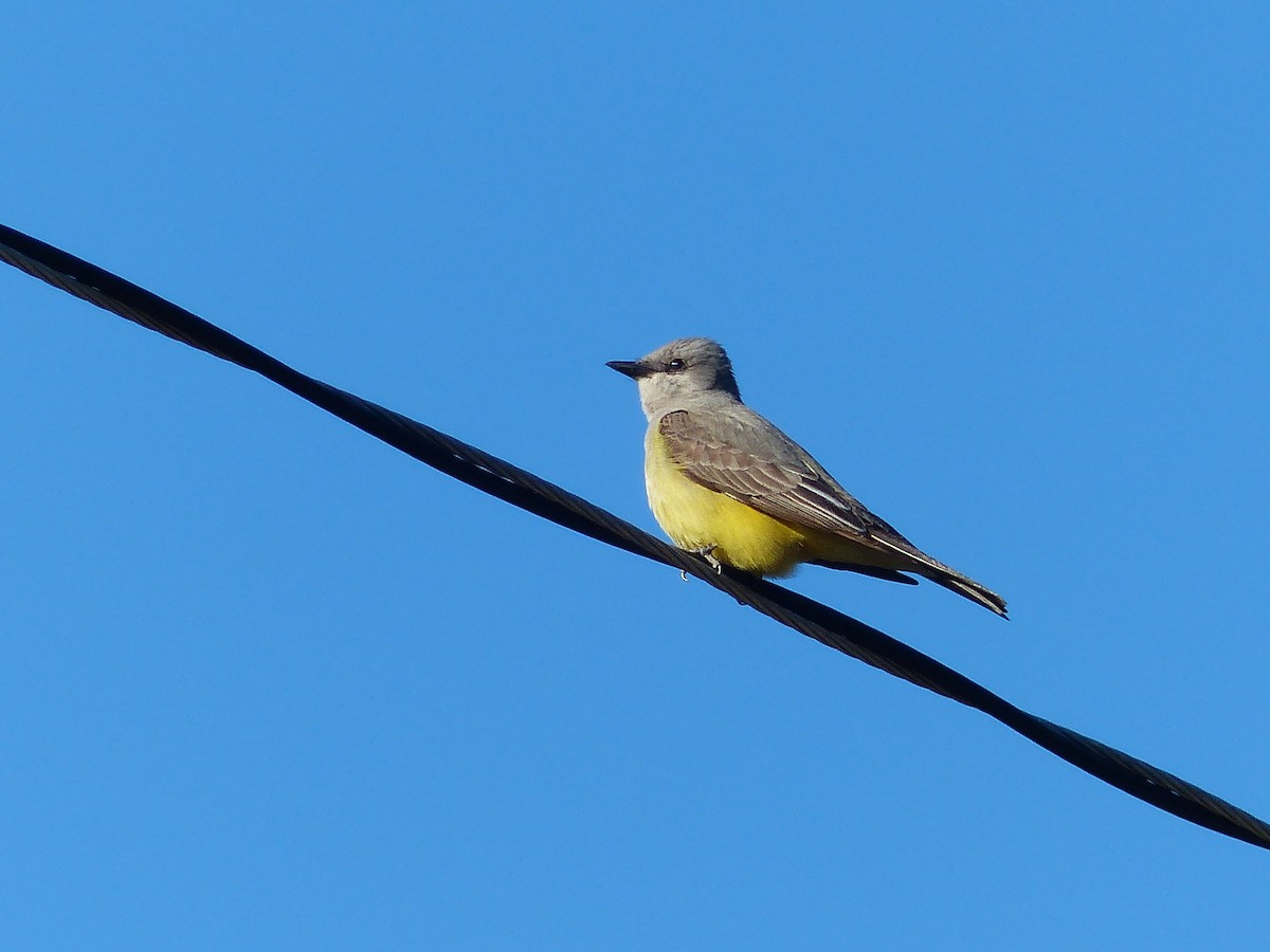 Western Kingbird - ML627960830