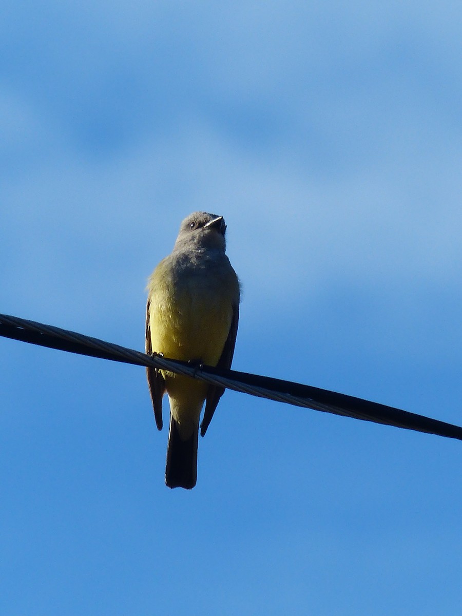 Western Kingbird - ML627960833