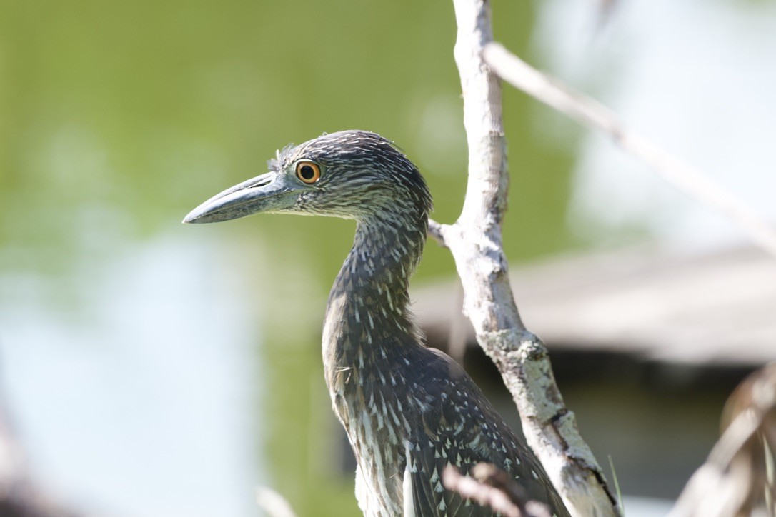 Yellow-crowned Night Heron - ML627960921