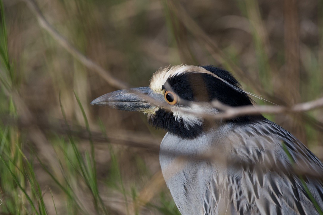 Yellow-crowned Night Heron - ML627960924