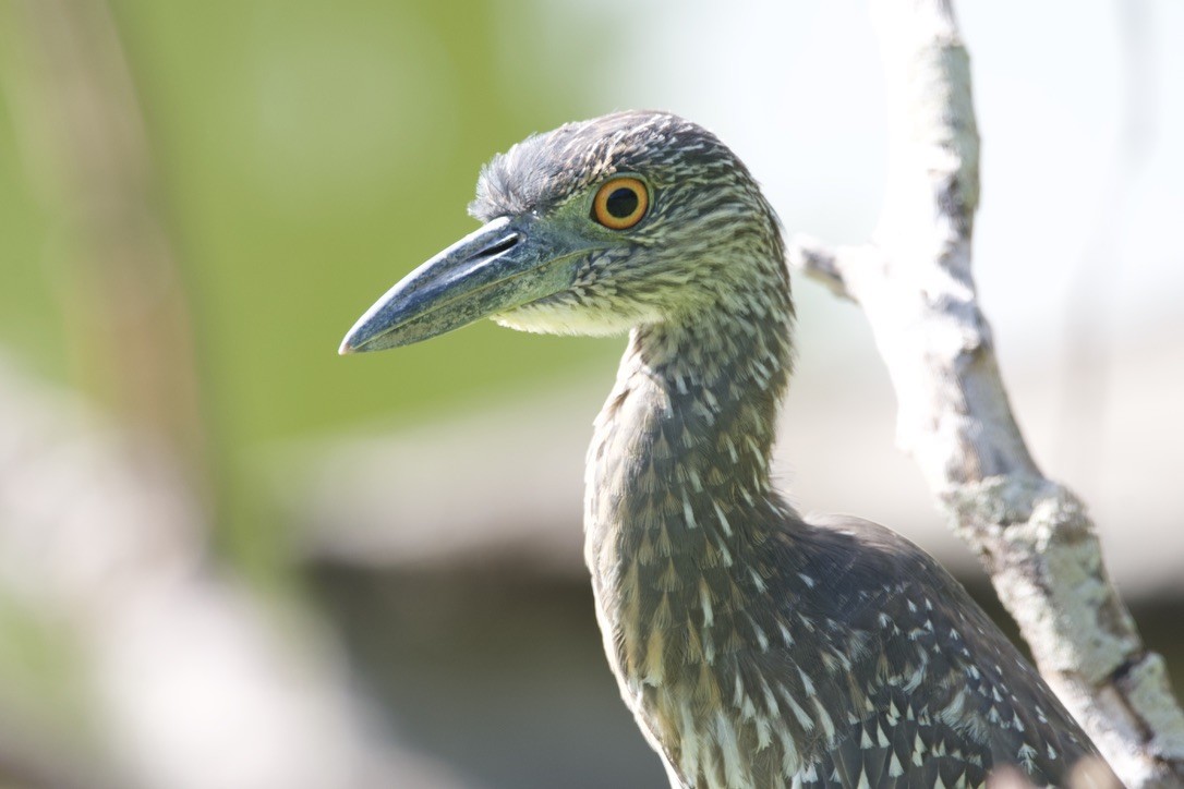 Yellow-crowned Night Heron - ML627960925