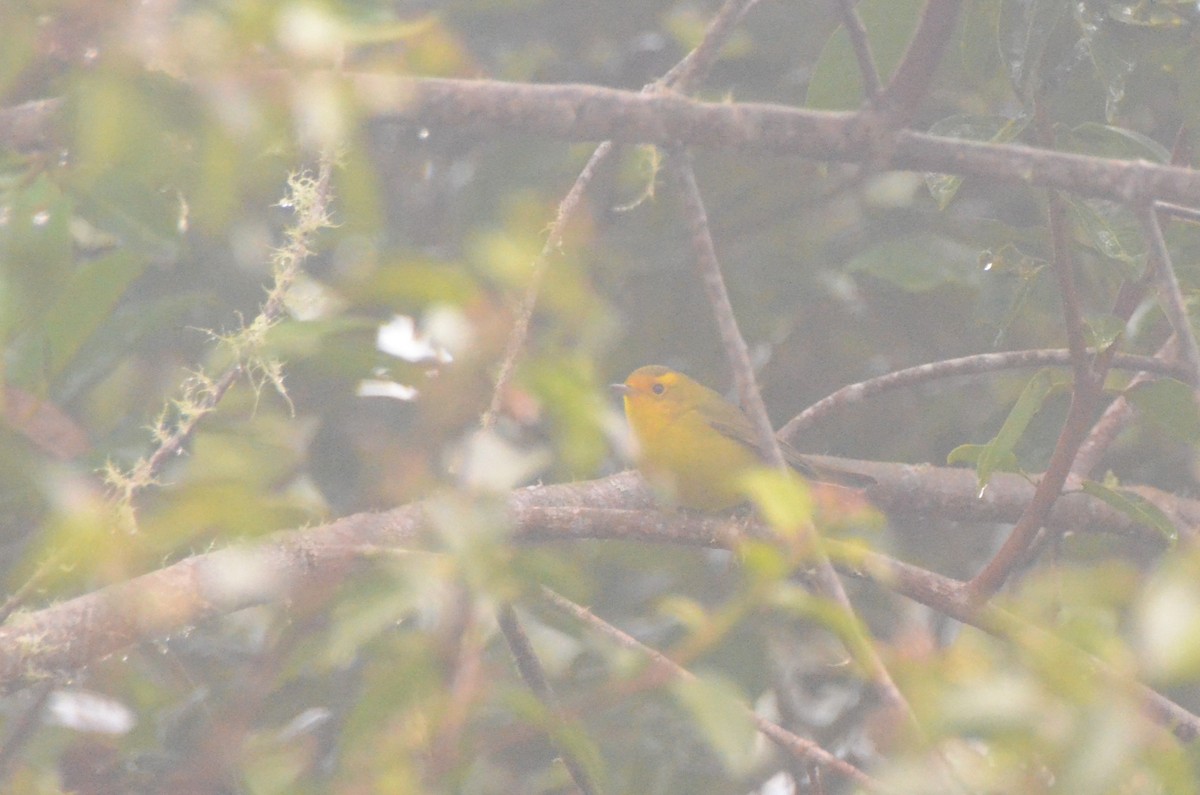 Wilson's Warbler - ML627960941