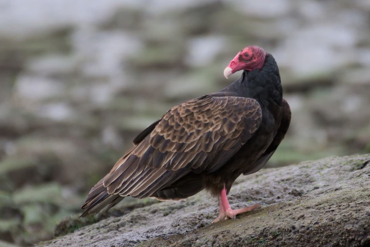 Turkey Vulture - ML627960956