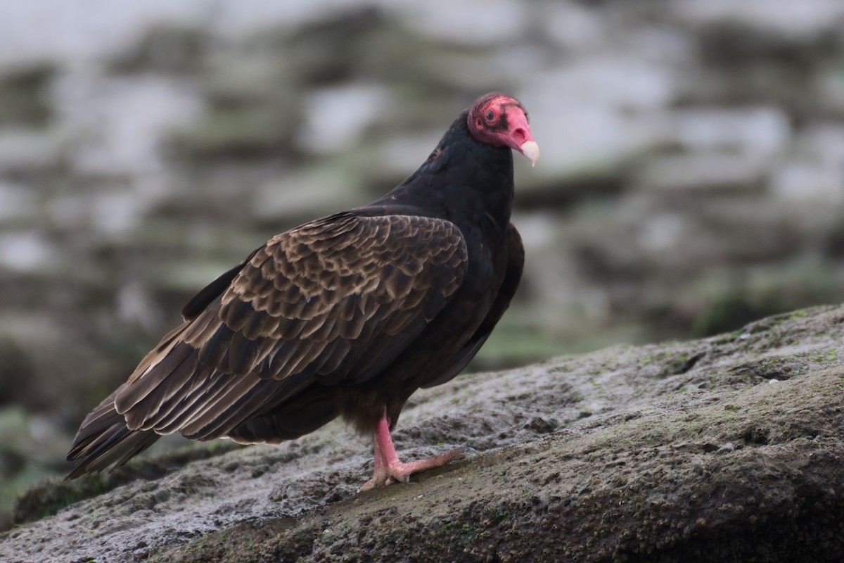 Turkey Vulture - ML627960958