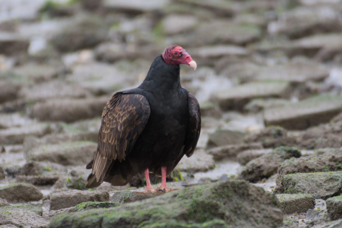 Turkey Vulture - ML627960960