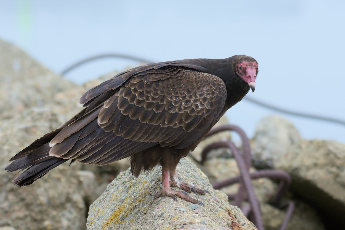 Turkey Vulture - ML627960962